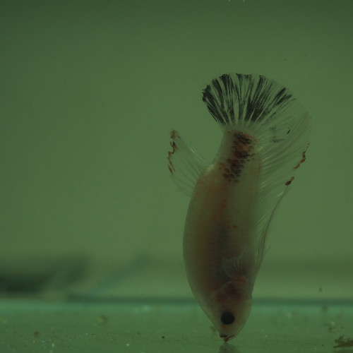 Mâle Betta Giant Hallfmoon Plakat Cellophane Marble