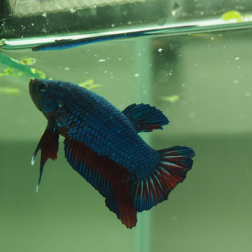 Mâle Betta Giant Hallfmoon Plakat Blue Red Dragon