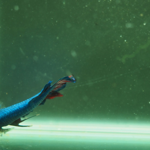 Mâle Betta Giant Hallfmoon Plakat Blue Red Dragon