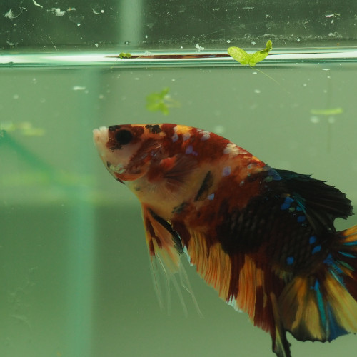 Mâle Betta Giant Hallfmoon Plakat Galaxy Koï