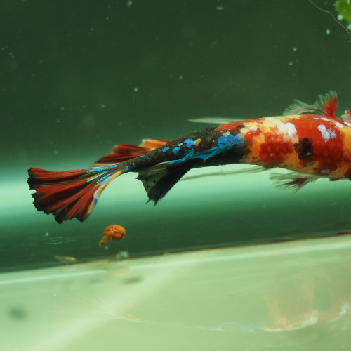 Mâle Betta Giant Hallfmoon Plakat Galaxy Koï