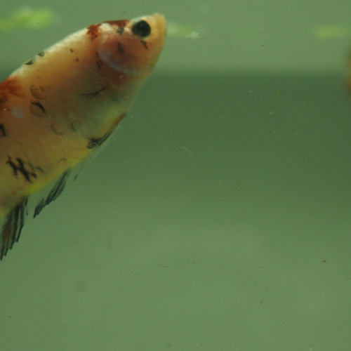 Mâle Betta Giant Plakat CandyKoï
