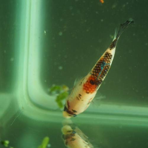 Mâle Betta Giant Plakat CandyKoï