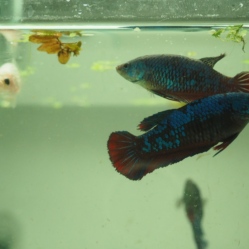 Femelle betta Blue Red Dragon
