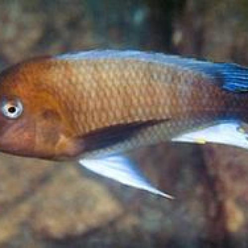Petrochromis famula Kambwimba F1