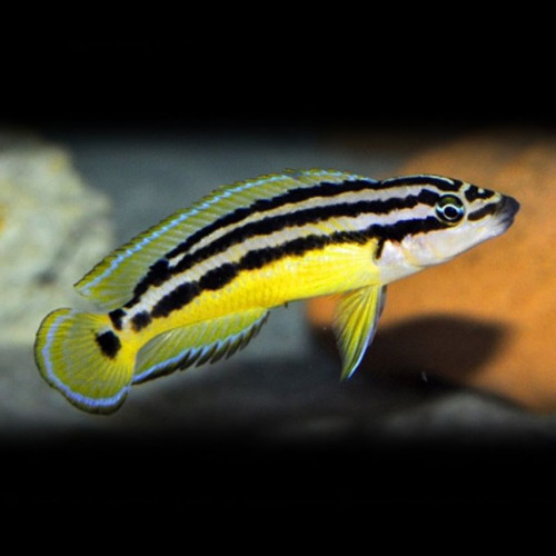 Julidochromis ornatus F1