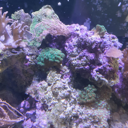 Pierres vivantes et coraux