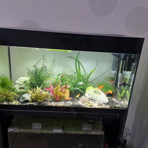 Aquarium + meuble Askoll pure led XL 90L