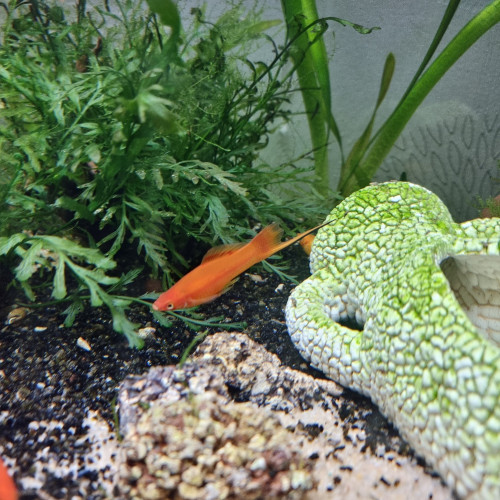 Xipho (Xiphophorus hellerii)