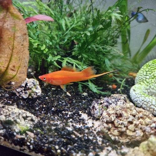 Xipho (Xiphophorus hellerii)