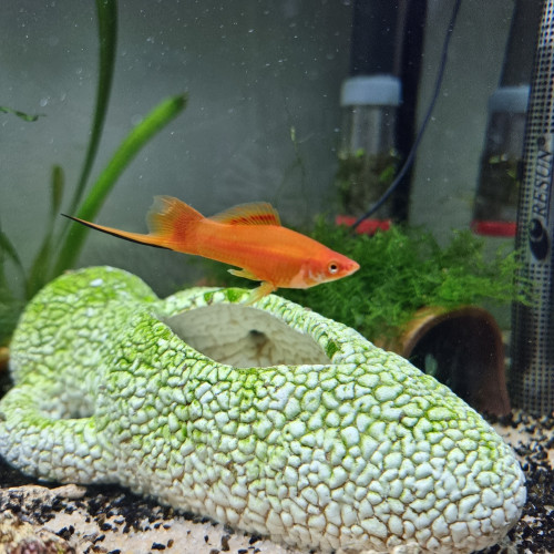 Xipho (Xiphophorus hellerii)