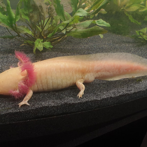 Axolotl GOLD
