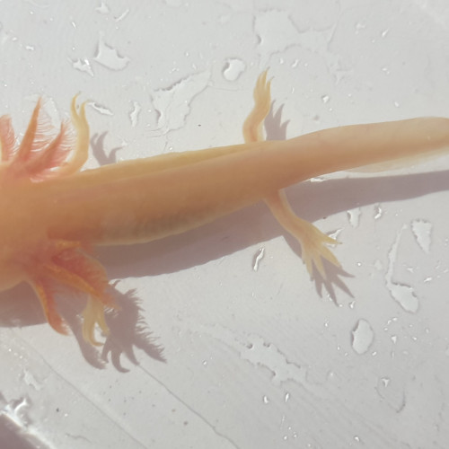 Axolotl GOLD