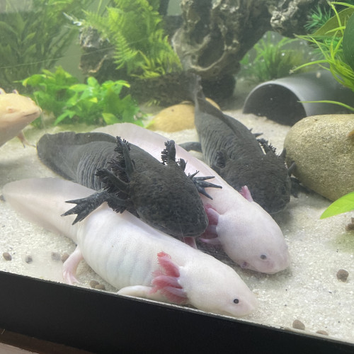 A vendre axolotls adultes sauvage, albinos