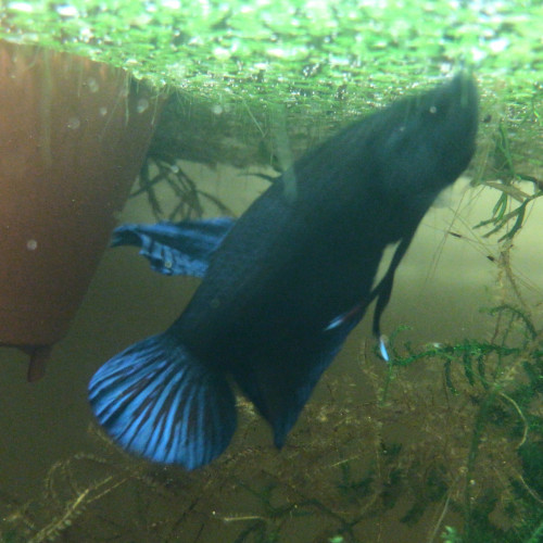 Jeunes bettas fighters highlander full blue