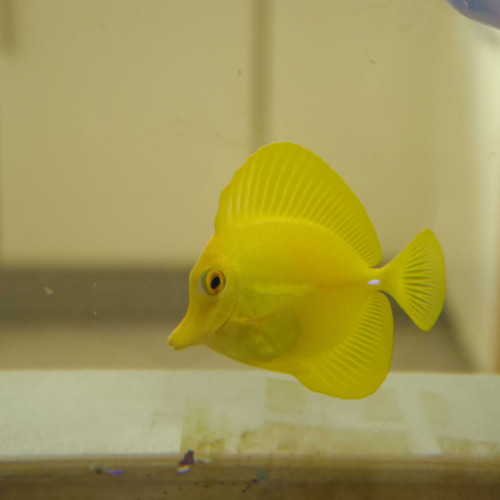 vends Zebrasoma flavescens