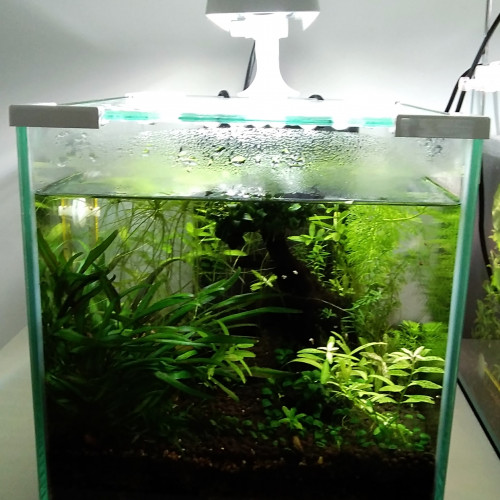 Nano Aquarium 20L complet lampe, pompe, filtre, chauffage - 2 disponibles