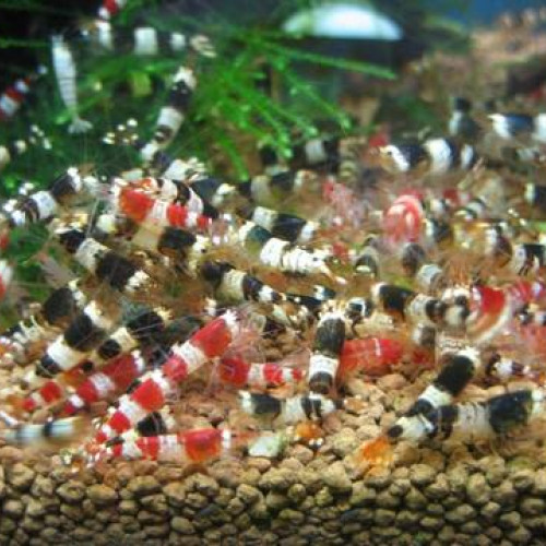 Don Crevettes Caridina Black/Red Crystal
