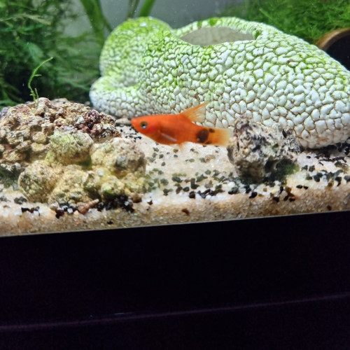 Platy voile (Xiphophorus maculatus)