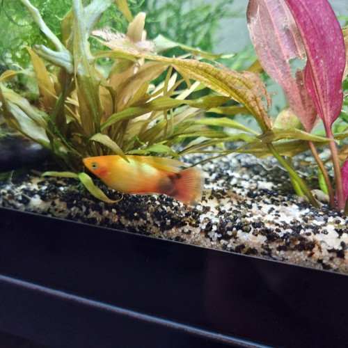 Platy voile (Xiphophorus maculatus)