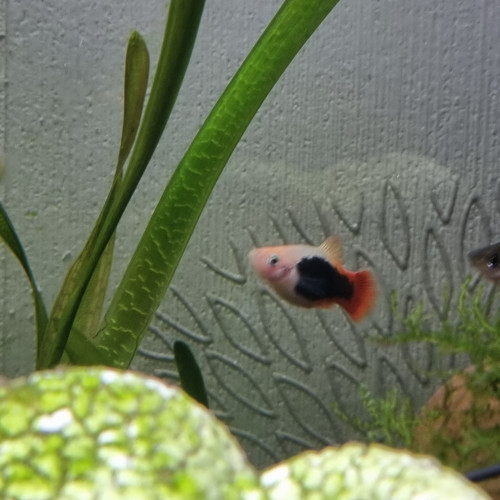 Platy voile (Xiphophorus maculatus)