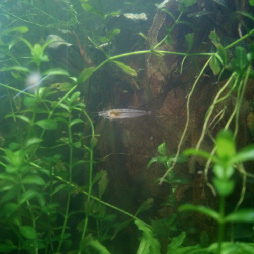 Caridina cf. cantonensis -Taiwan Bee White Crystal