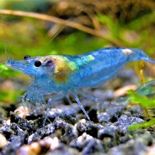 Crevette  blue jelly