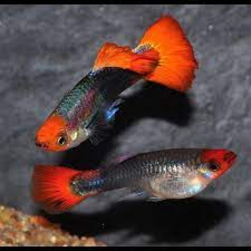 Guppy Showa