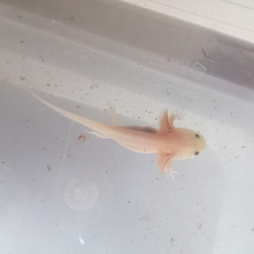 Acheter axolotls
