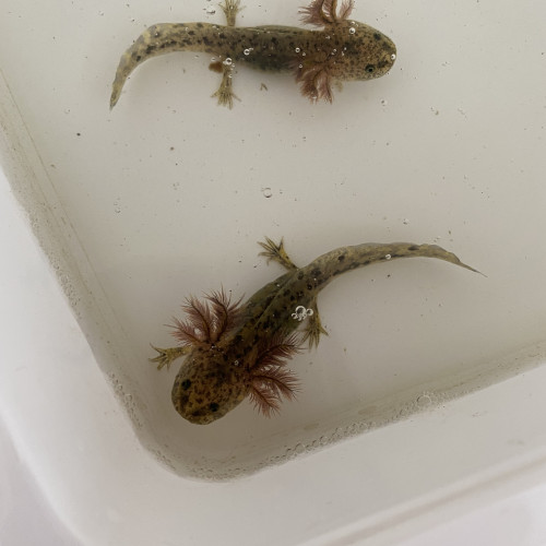 Bébés axolotls