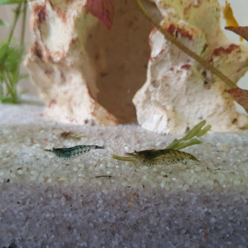 Crevettes déclassées adultes