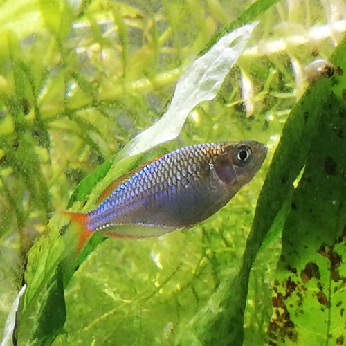 Melanotaenia Praecox