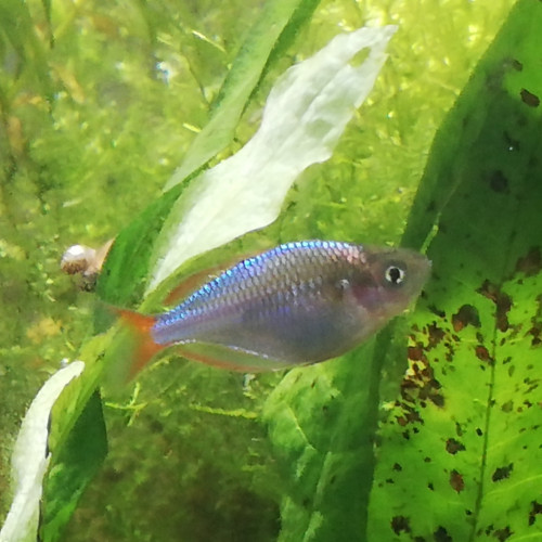 Melanotaenia Praecox
