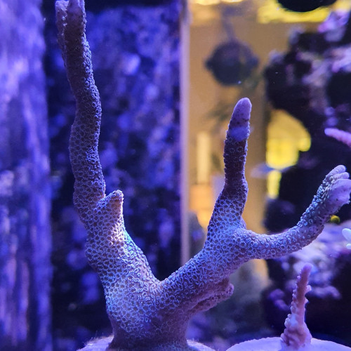 Montipora Digitata bleu