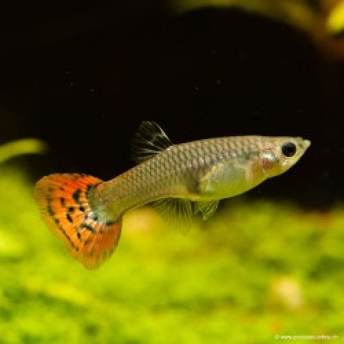 Guppy juvéniles