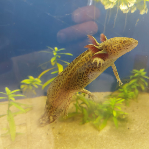 jeune axolotl