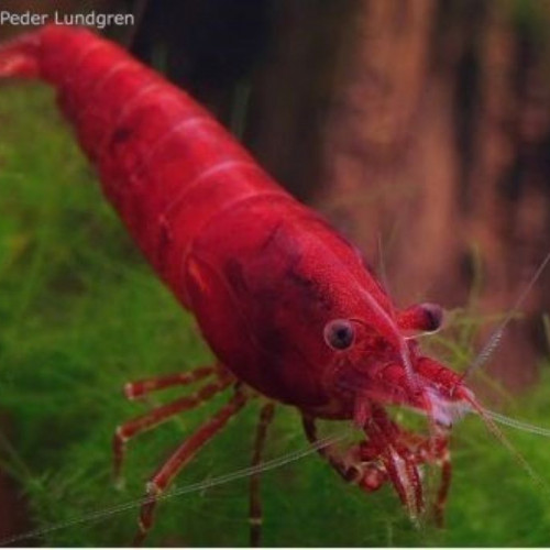 Crevettes aquariums Neocaridina davidi Var Sakura Red