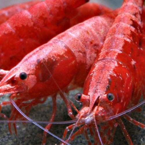 Crevettes aquariums Neocaridina davidi Var Sakura Red