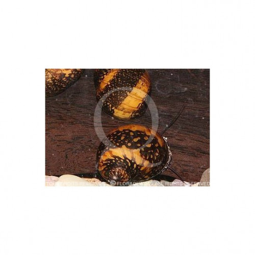 Donne 6 escargots Neritina sp. Batik snail (tous jeunes) idéal bac 100 -200 l