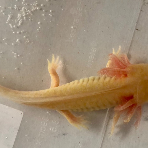 Axolotls sauvages et gold cherchent famille!