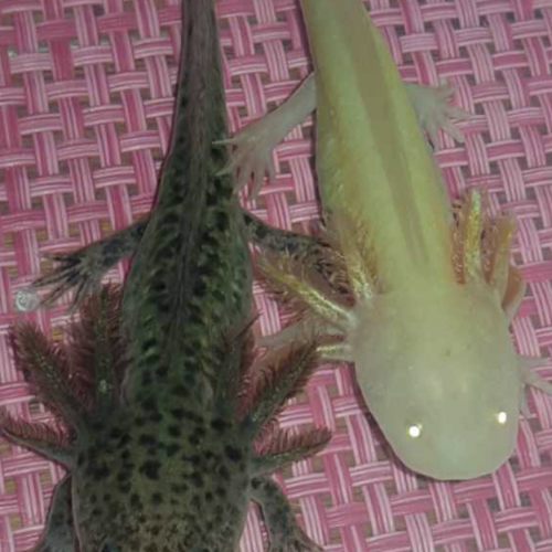 Axolotls gold et type sauvage