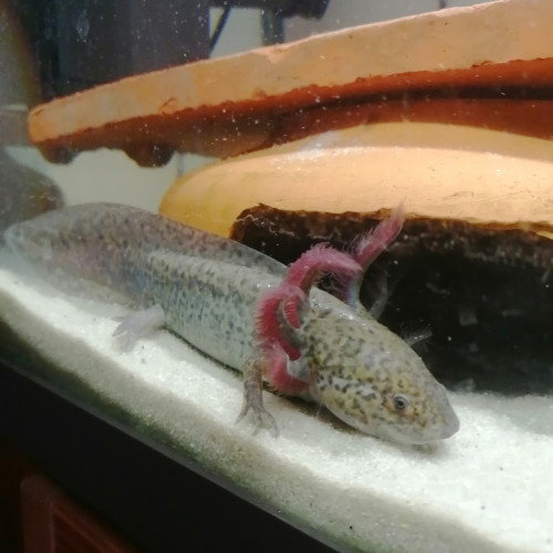 axolotl-couleur sauvage (13 cm)
