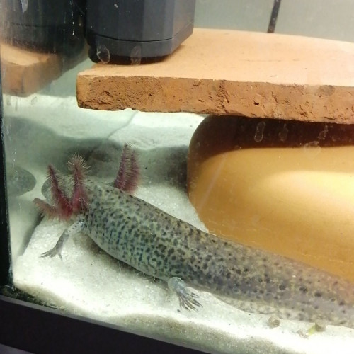axolotl-couleur sauvage (13 cm)