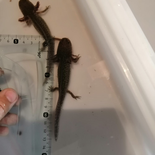 axolotl-couleur sauvage (13 cm)