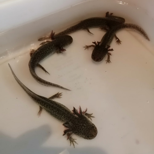 axolotl-couleur sauvage (13 cm)