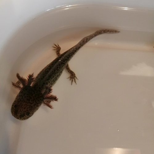 axolotl-couleur sauvage (13 cm)