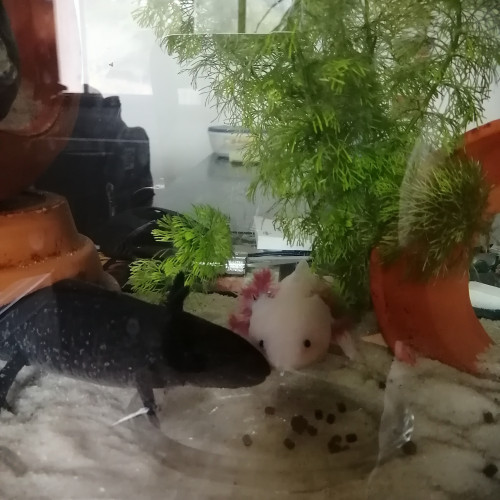 axolotl-couleur sauvage (13 cm)