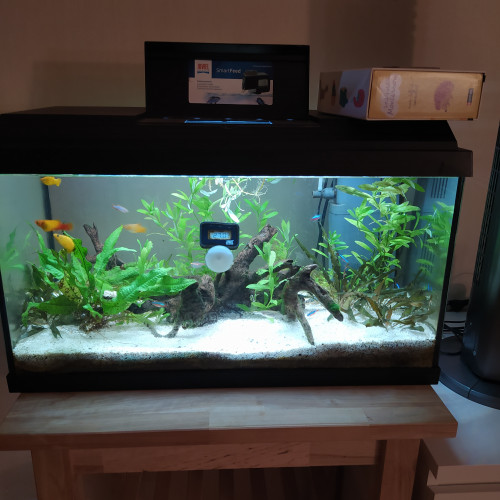 DON  - AQUARIUM + POISSON + ACCESSOIRES