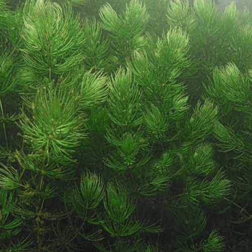 Plantes d'aquarium flottantes ou à planter Ceratophyllum