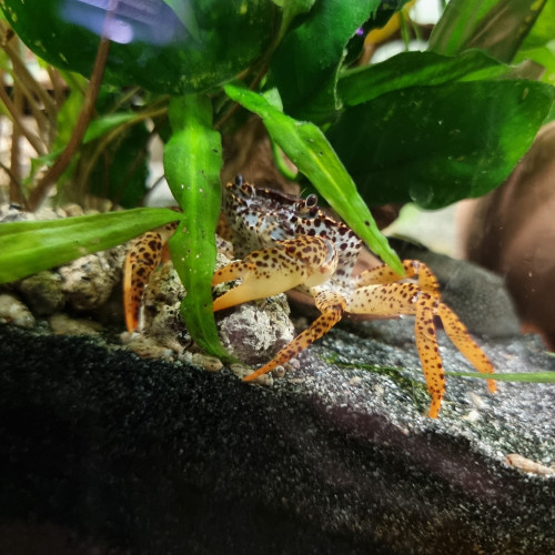 Crabe Panthère ( Parathelphusa Pantherina )